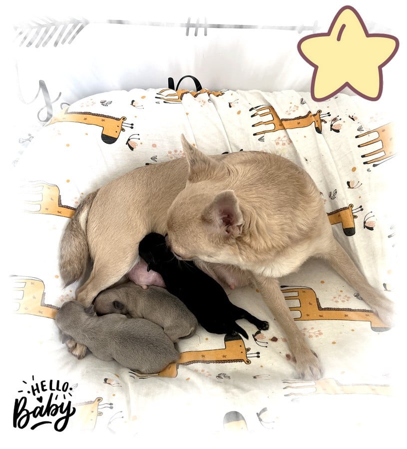 Chihuahua - Star Pyla