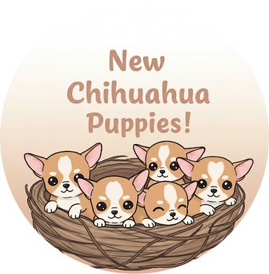 Chihuahua - Star Pyla