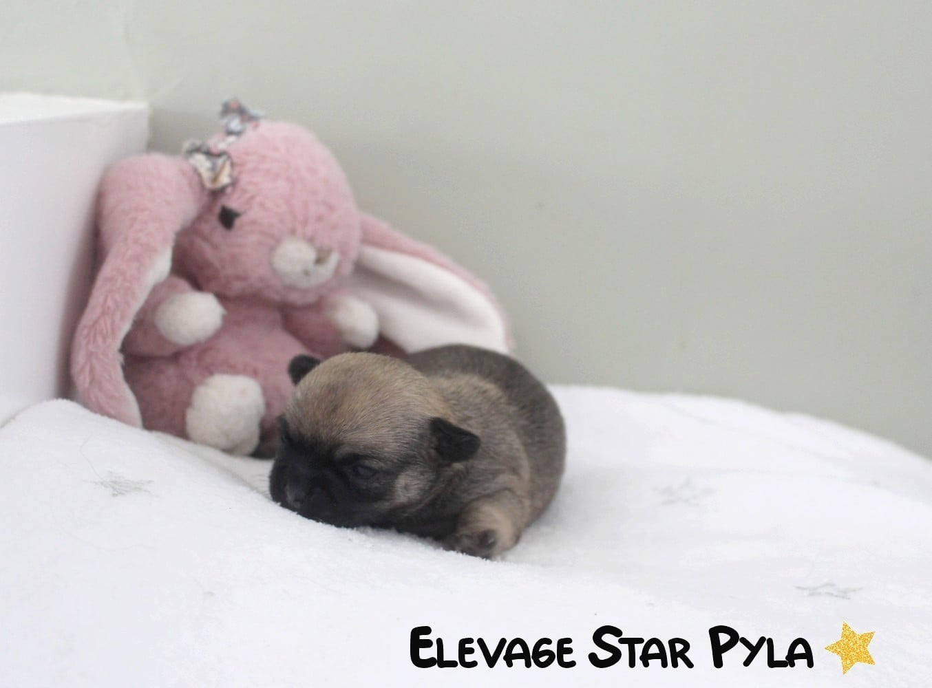 BELLA LULLABY