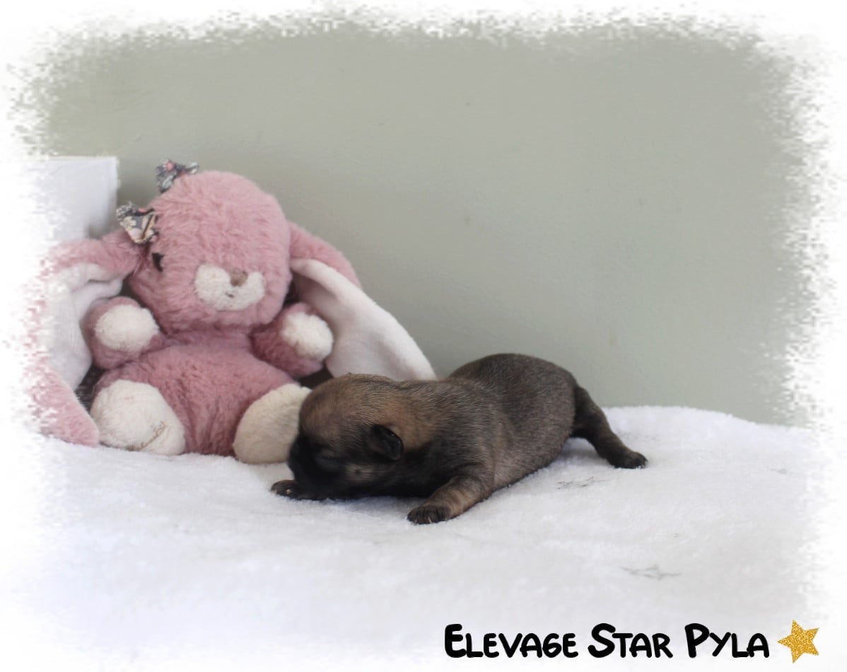 BELLA LULLABY