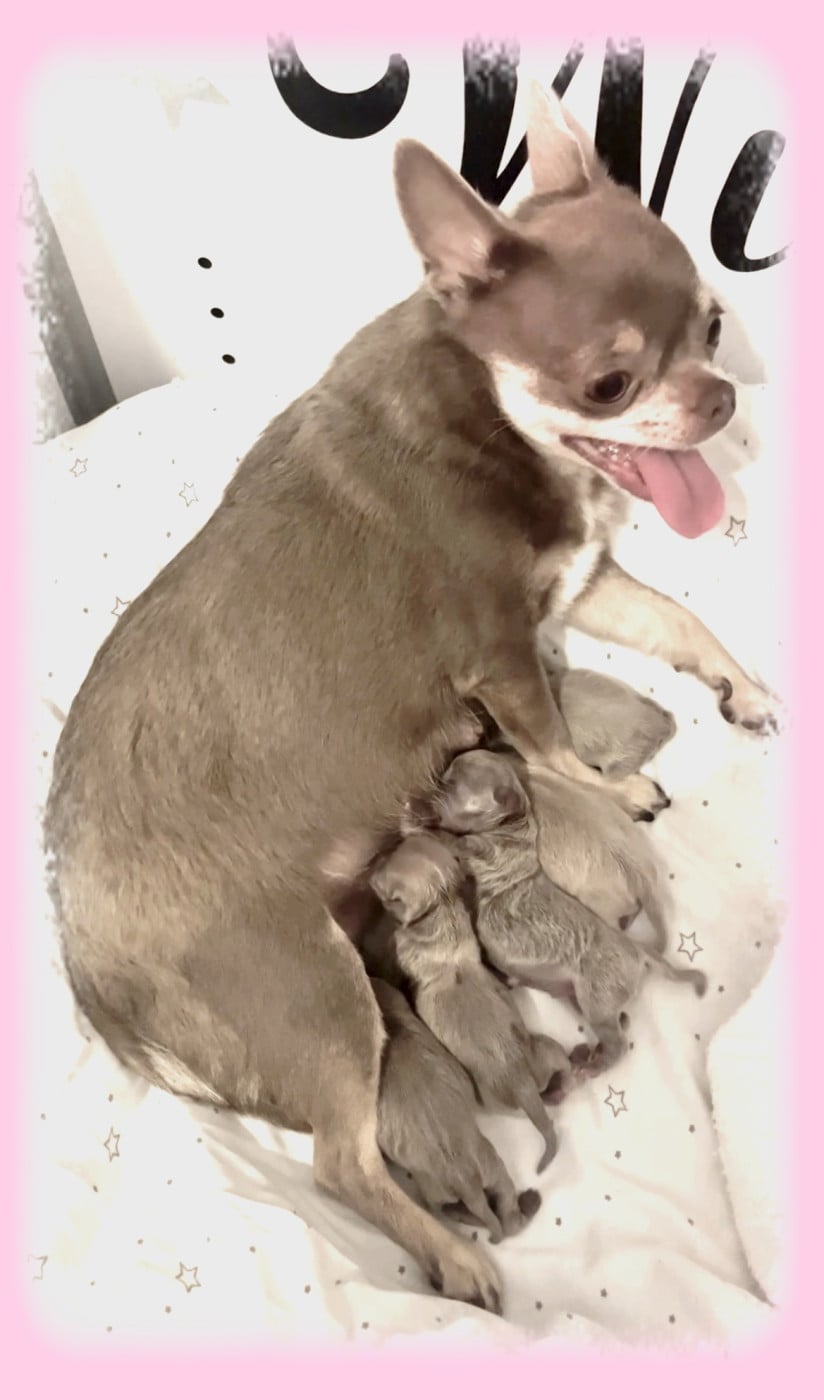 Chihuahua - Star Pyla