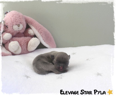 Les chiots de Chihuahua