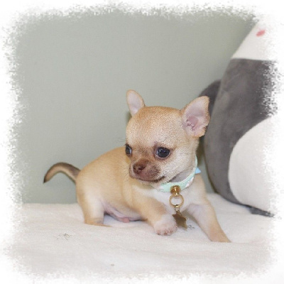 Les chiots de Chihuahua