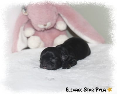 BLACK BALLERINA - Chihuahua