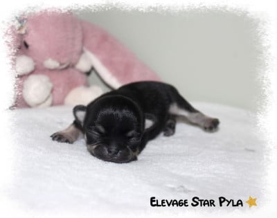 Les chiots de Chihuahua