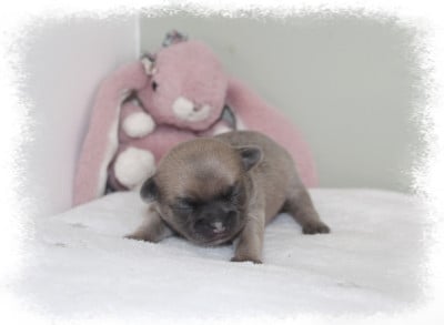 Les chiots de Chihuahua