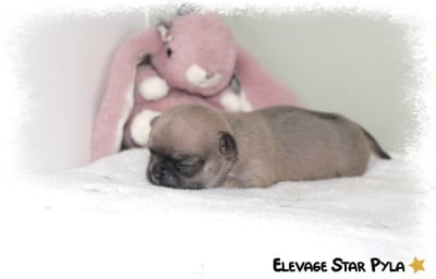 Les chiots de Chihuahua