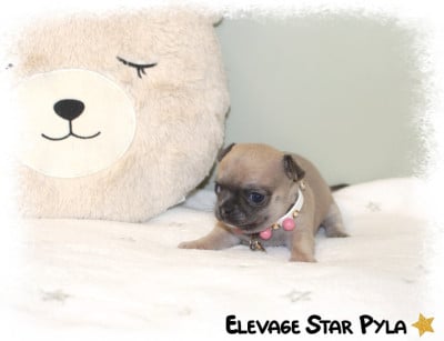 Les chiots de Chihuahua