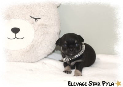 Les chiots de Chihuahua