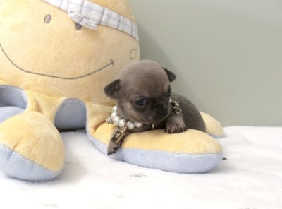 BLUEBERRY - Chihuahua