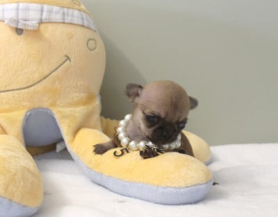 BACCHUS (MINIATURE) - Chihuahua