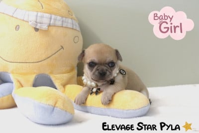 BLOSSOM MAY - Chihuahua