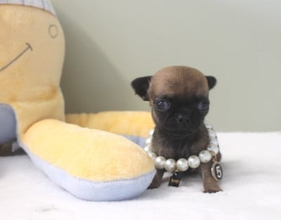 BIRDIE GRACE (miniature) - Chihuahua