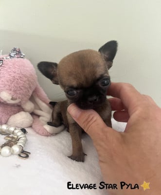 Les chiots de Chihuahua