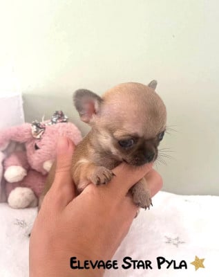 Les chiots de Chihuahua