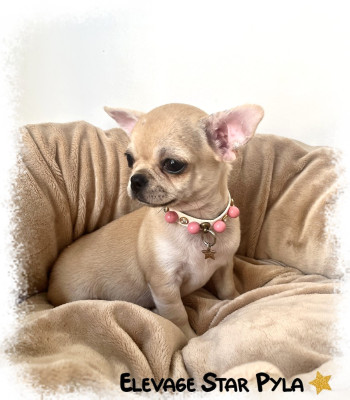 Les chiots de Chihuahua