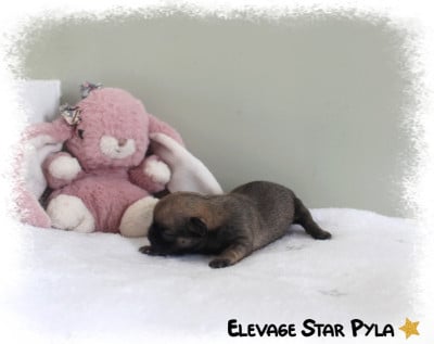Les chiots de Chihuahua