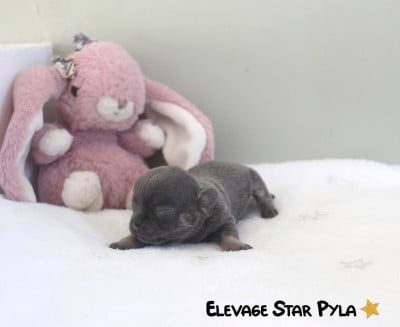 Les chiots de Chihuahua