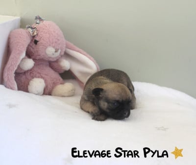 BELLA LULLABY - Chihuahua