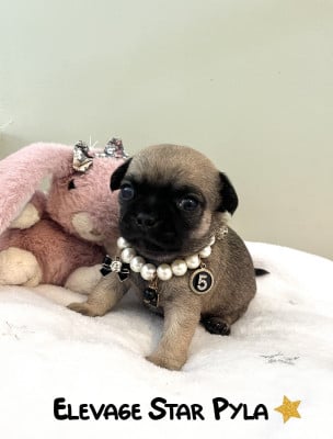 Les chiots de Chihuahua
