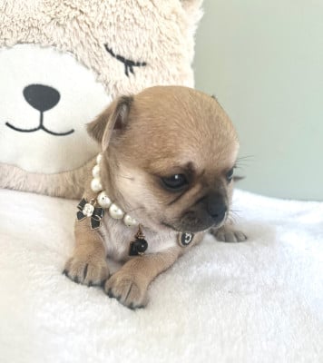 Les chiots de Chihuahua