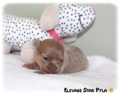Les chiots de Chihuahua