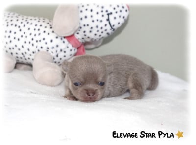 Les chiots de Chihuahua