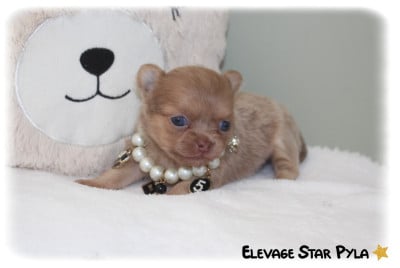 Les chiots de Chihuahua