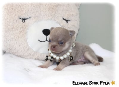 Les chiots de Chihuahua