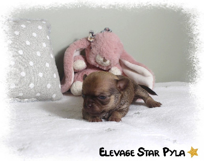 Les chiots de Chihuahua