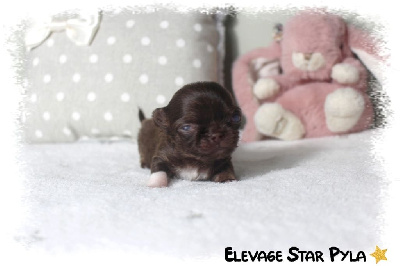 Les chiots de Chihuahua