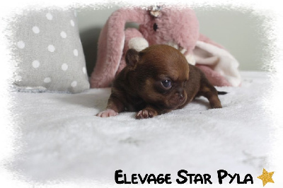 Les chiots de Chihuahua