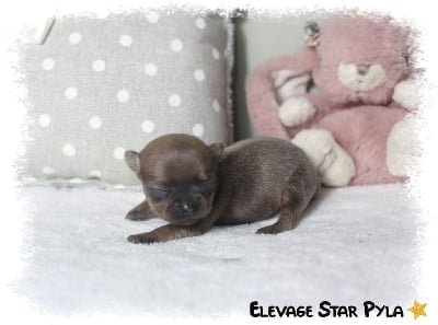 Les chiots de Chihuahua