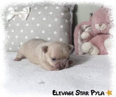 Les chiots de Chihuahua