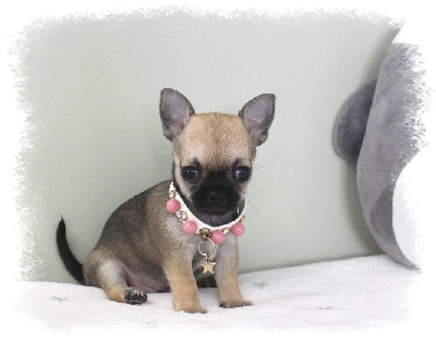 Les chiots de Chihuahua