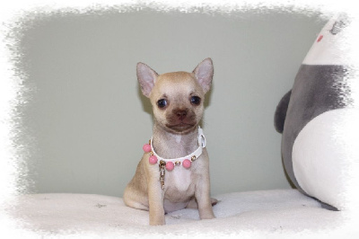 Les chiots de Chihuahua