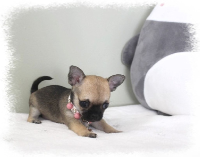 Les chiots de Chihuahua