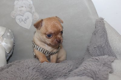 Les chiots de Chihuahua