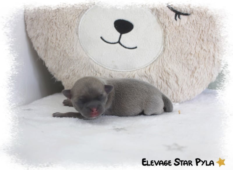 Chihuahua - Star Pyla