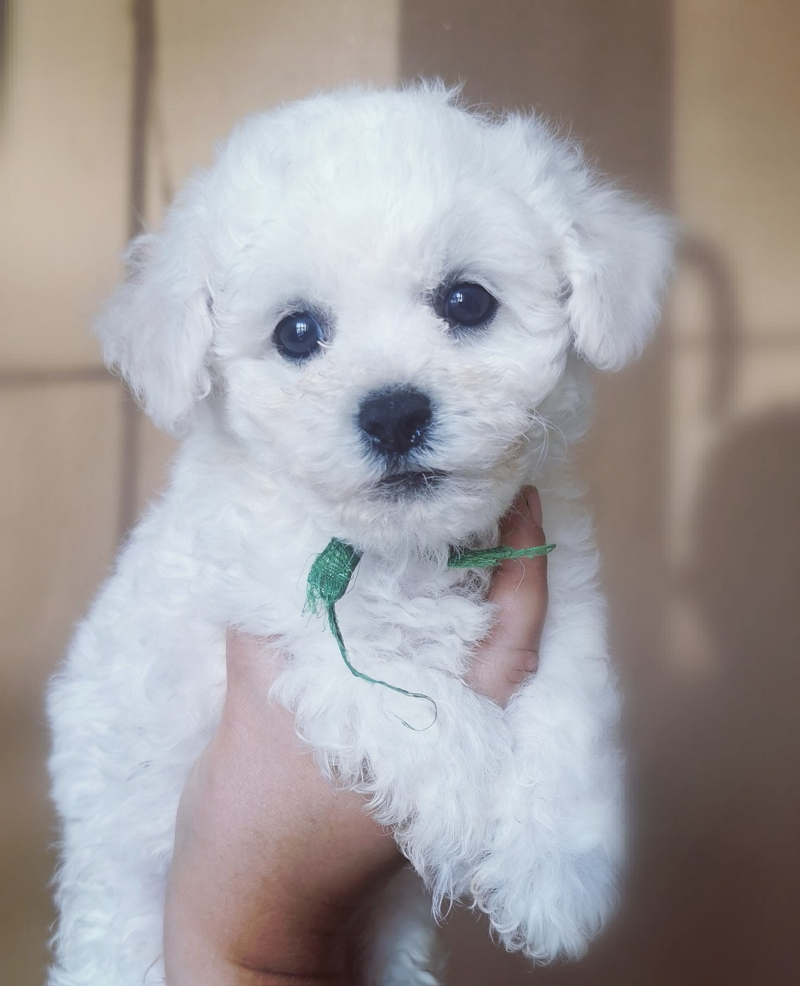 Bosco (vert)