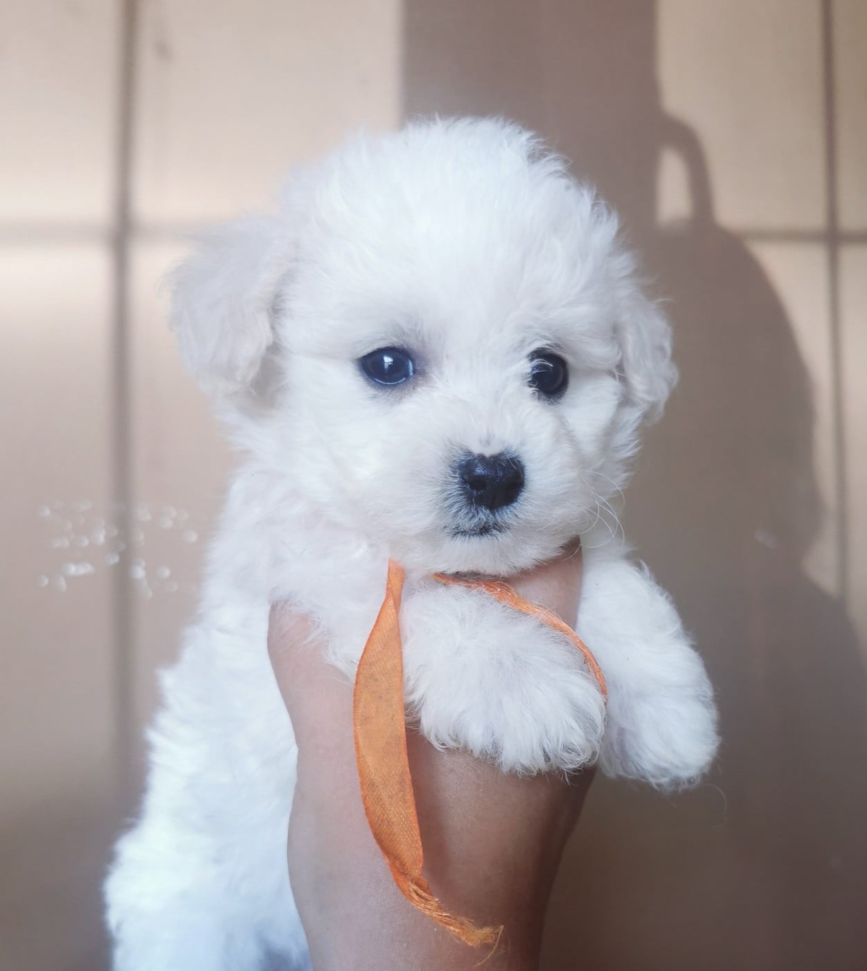 Buzz (orange)