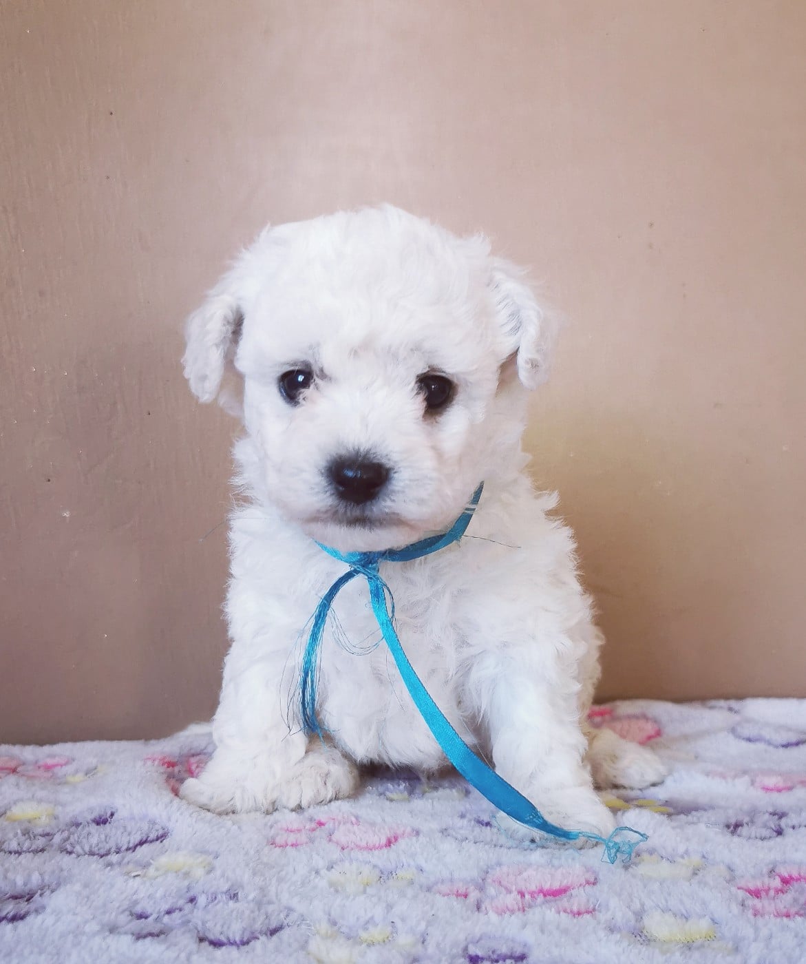 Benji (collier bleu)