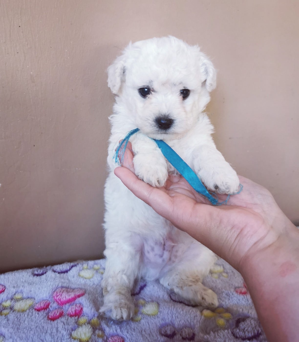 Benji (collier bleu)