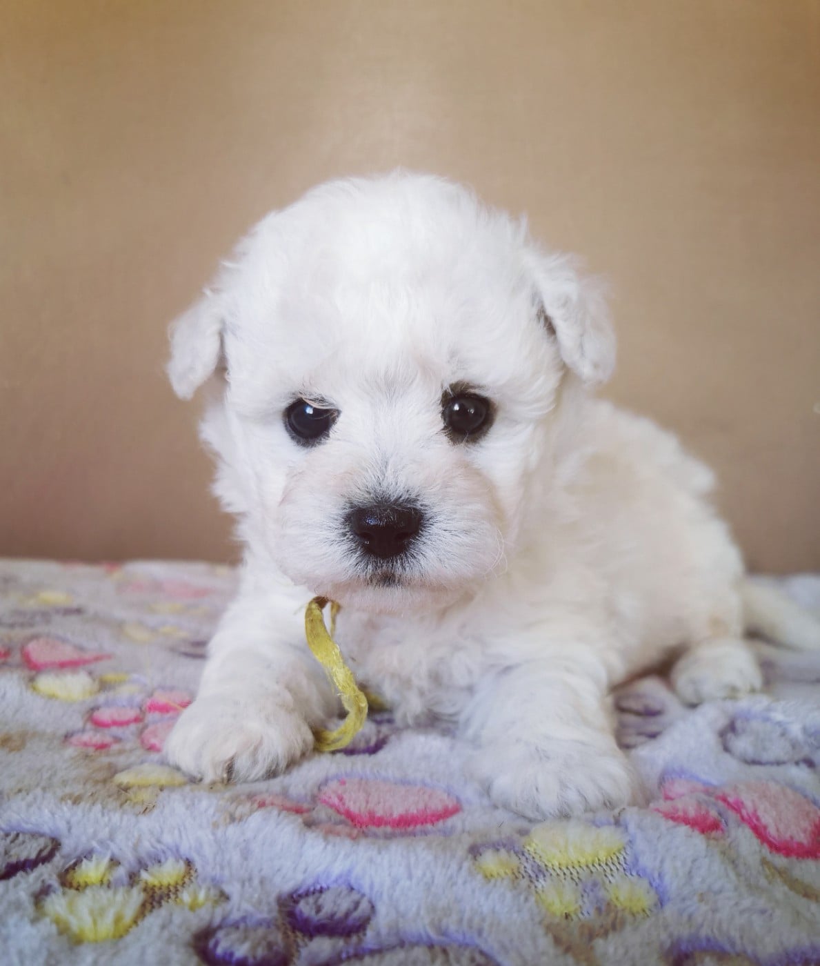 Chiot N°2 (collier jaune)