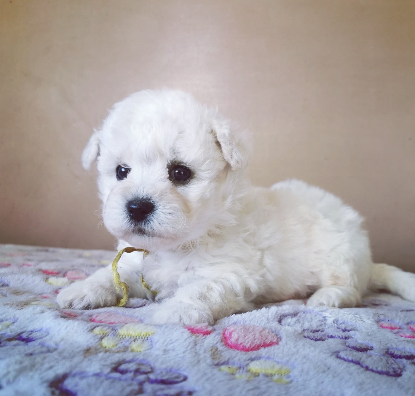 Chiot N°2 (collier jaune)