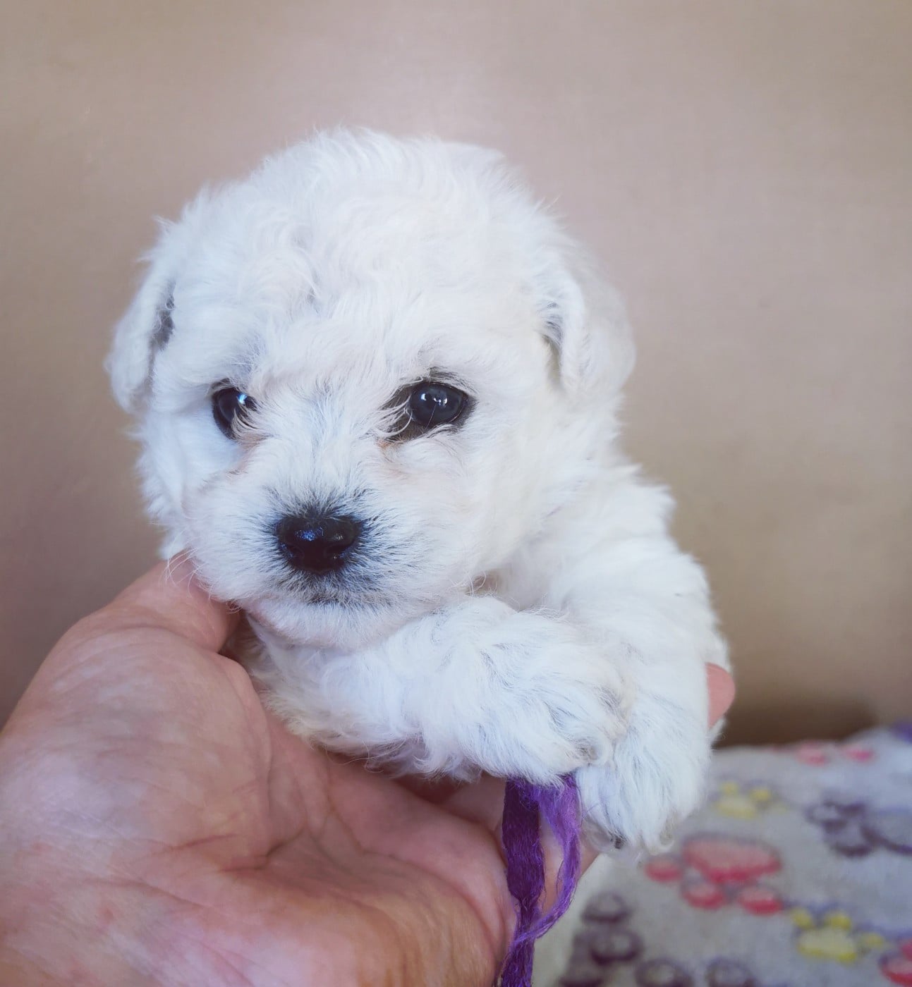 Chiot N°3 (collier violet)