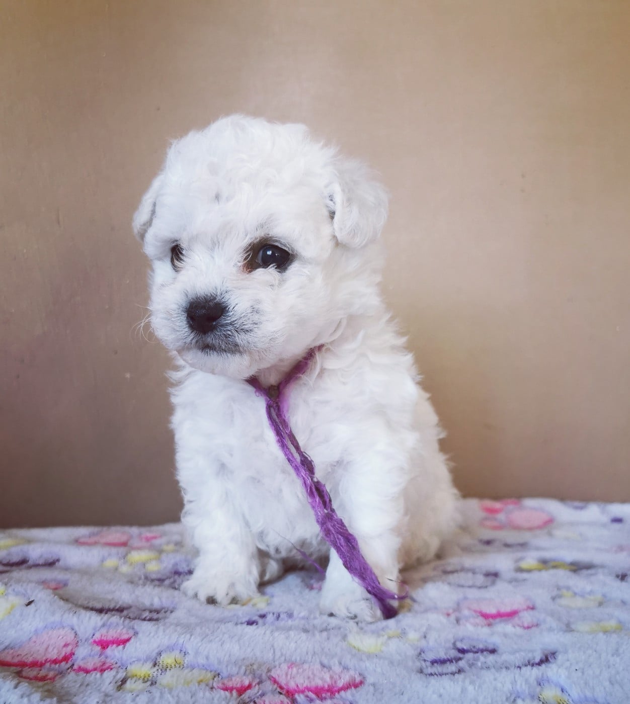 Chiot N°3 (collier violet)