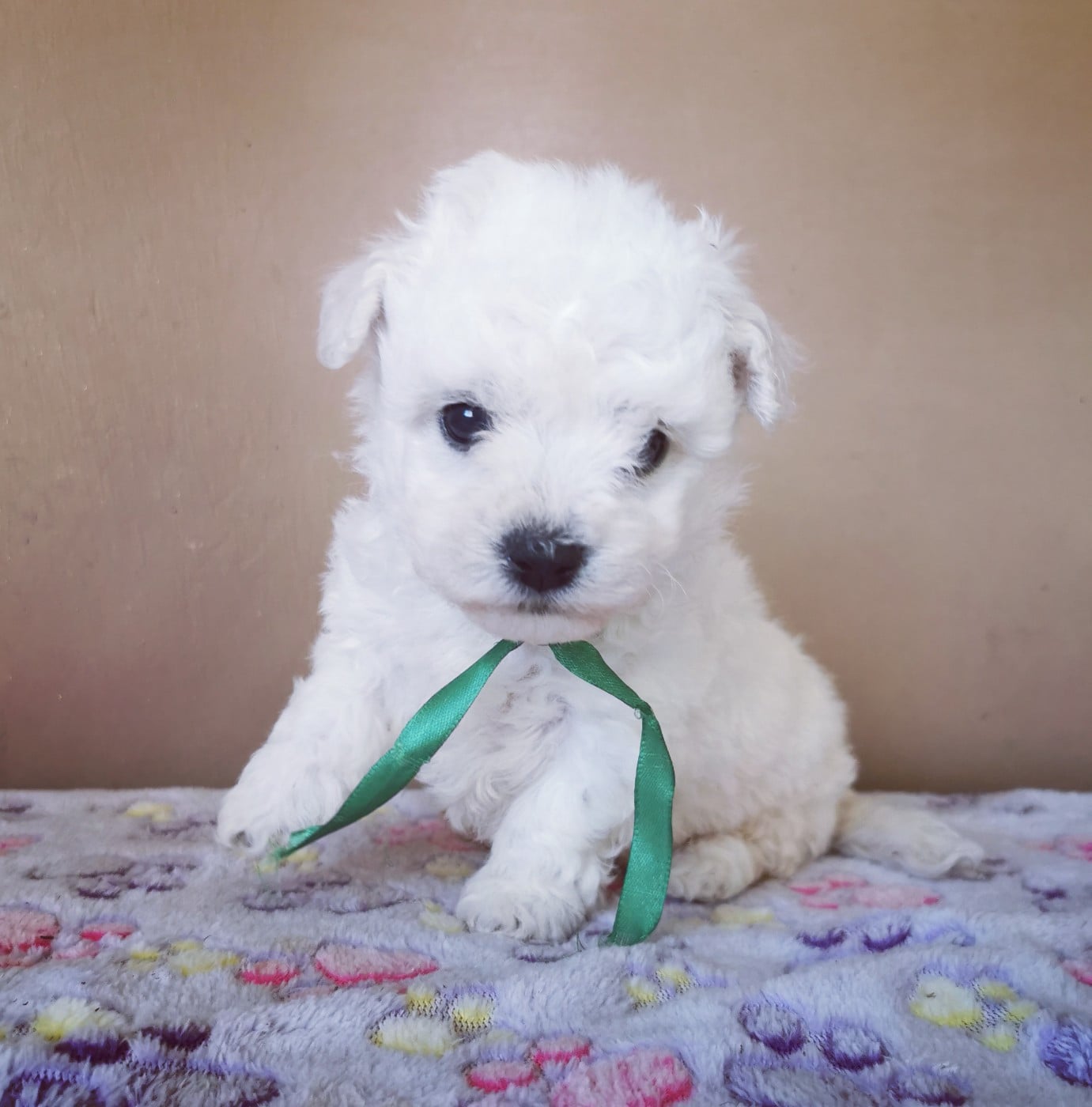 Chiot N°4 (collier vert)