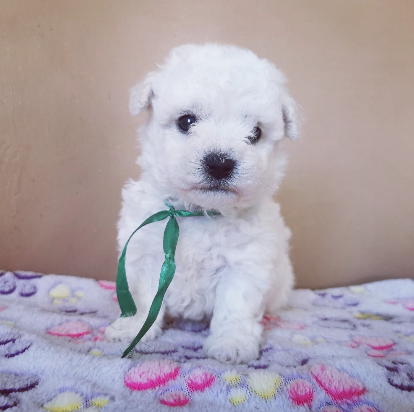 Chiot N°4 (collier vert)