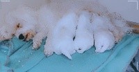 Bichon frise - Des Oursons De Naty